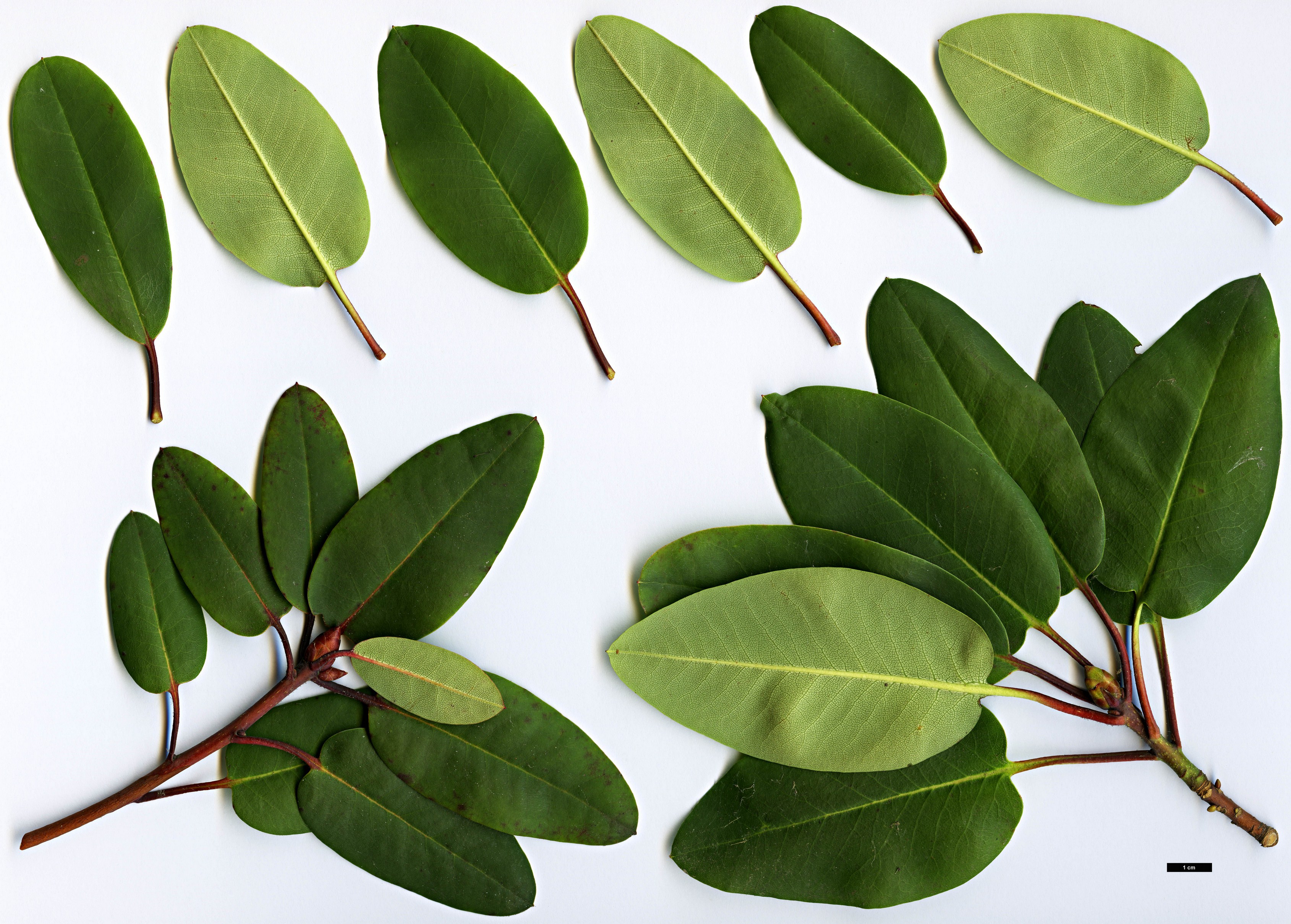 High resolution image: Family: Ericaceae - Genus: Rhododendron - Taxon: oreodoxa - SpeciesSub: var. fargesii High resolution image: Family: Ericaceae - Genus: Rhododendron - Taxon: oreodoxa - SpeciesSub: var. fargesii